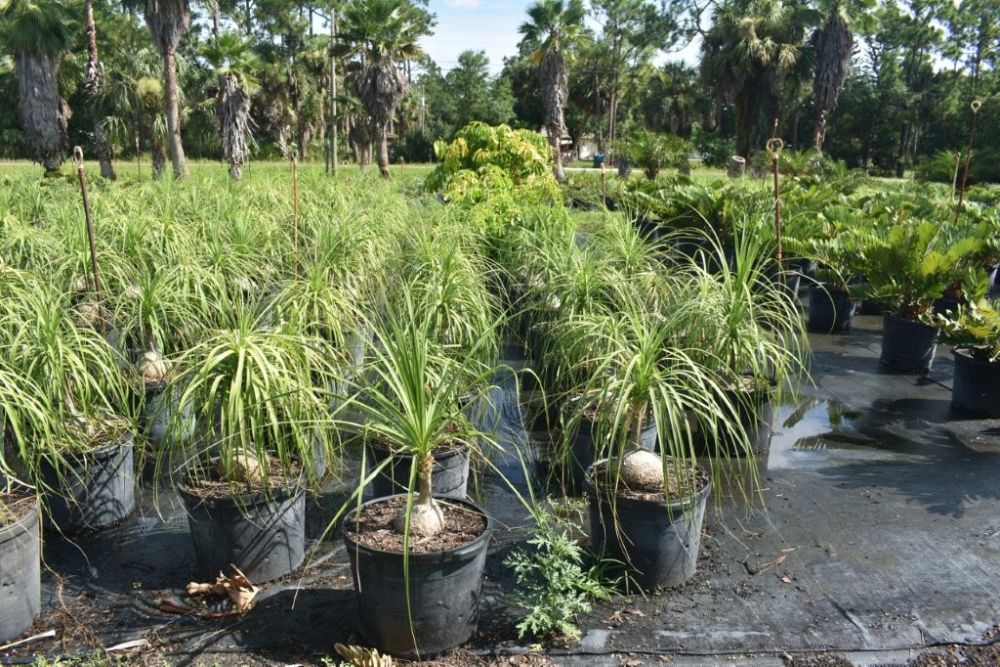 beaucarnea-recurvata-ponytail-palm-nolina-recurvata-elephant-s-foot-palm