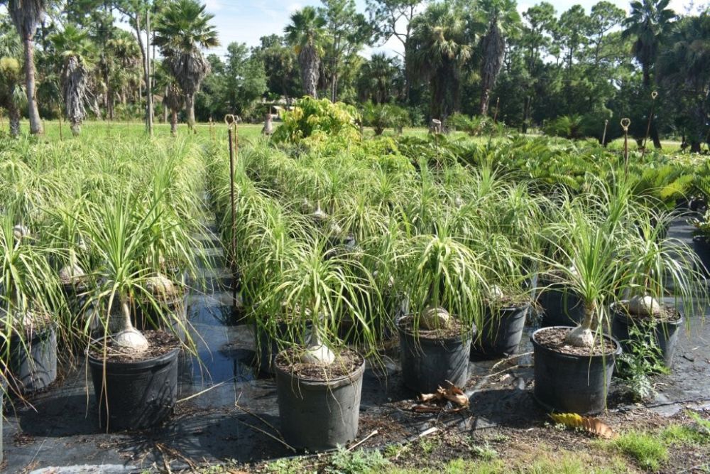 beaucarnea-recurvata-ponytail-palm-nolina-recurvata-elephant-s-foot-palm