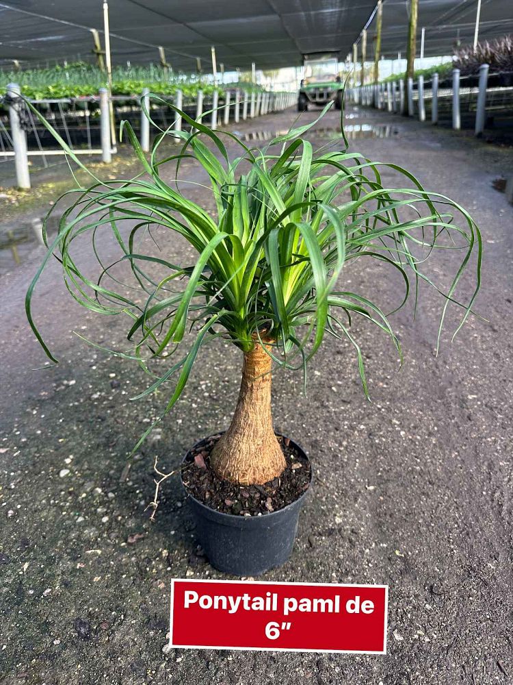 beaucarnea-recurvata-ponytail-palm-nolina-recurvata-elephant-s-foot-palm
