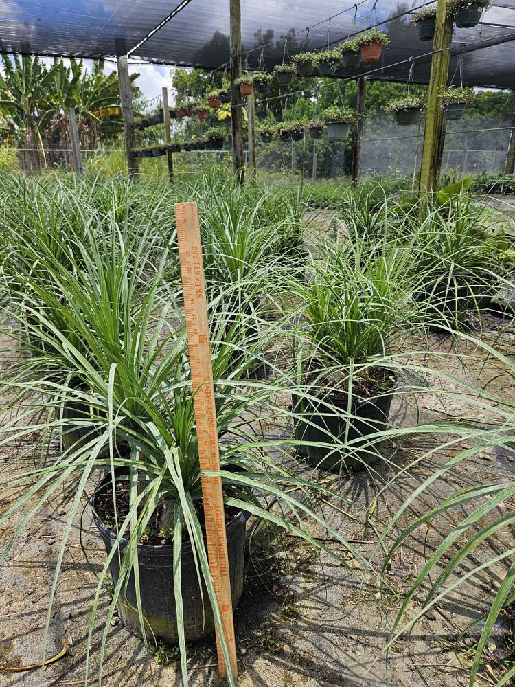 beaucarnea-recurvata-ponytail-palm-nolina-recurvata-elephant-s-foot-palm