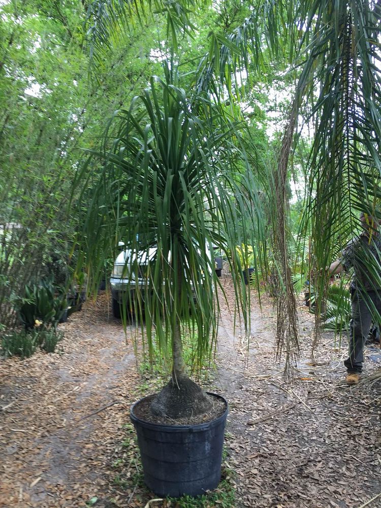 beaucarnea-recurvata-ponytail-palm-nolina-recurvata-elephant-s-foot-palm