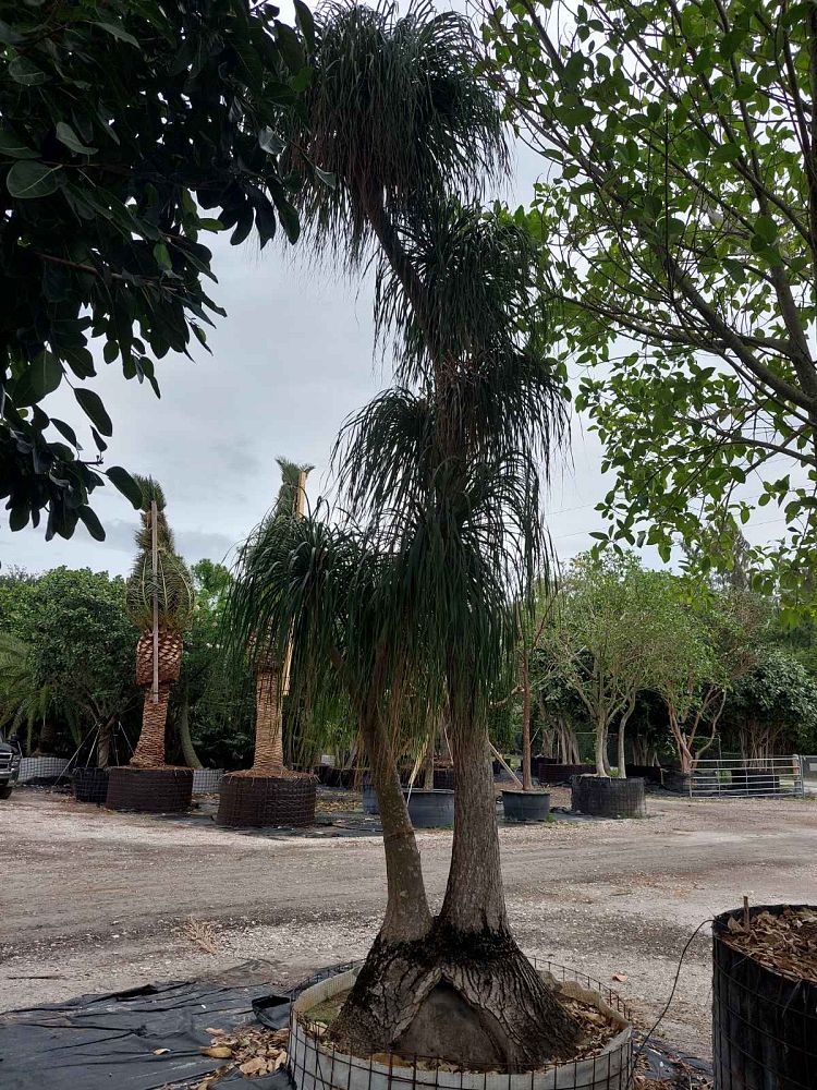 beaucarnea-recurvata-ponytail-palm-nolina-recurvata-elephant-s-foot-palm