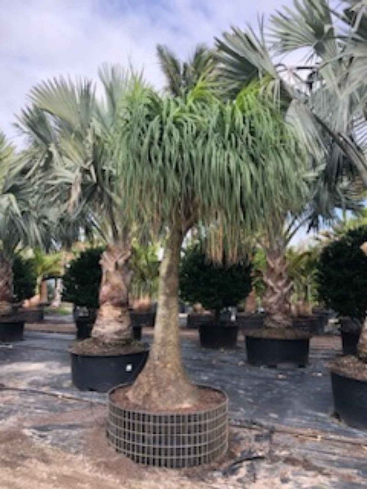 beaucarnea-recurvata-ponytail-palm-nolina-recurvata-elephant-s-foot-palm