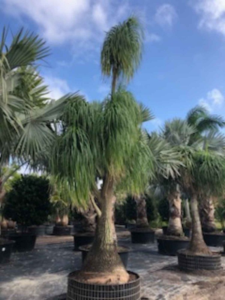 beaucarnea-recurvata-ponytail-palm-nolina-recurvata-elephant-s-foot-palm
