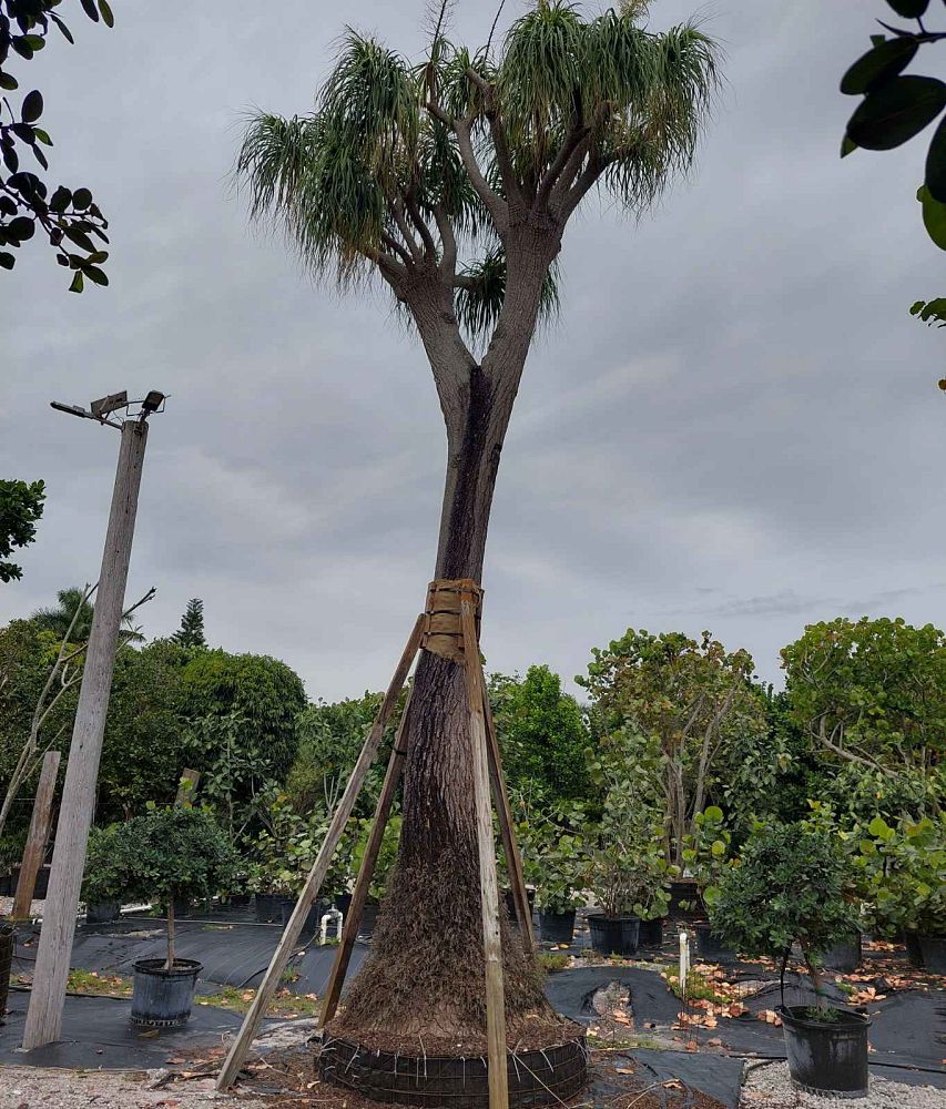 beaucarnea-recurvata-ponytail-palm-nolina-recurvata-elephant-s-foot-palm