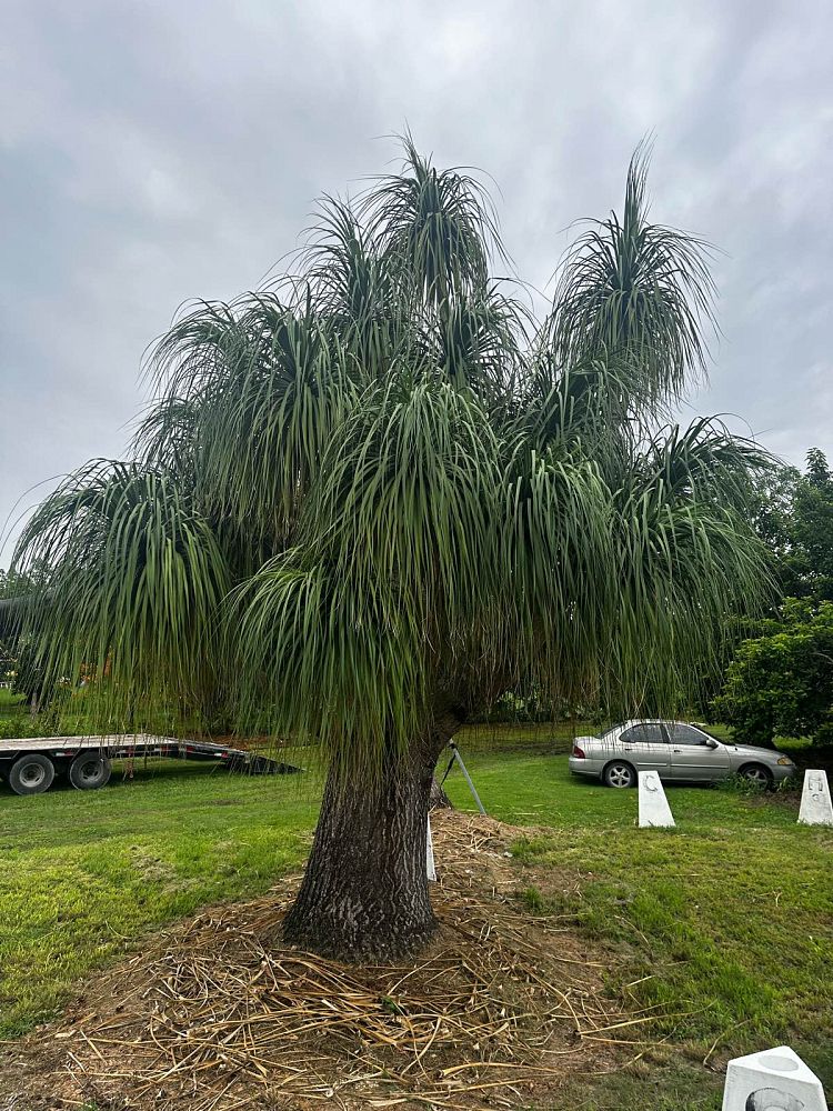 beaucarnea-recurvata-ponytail-palm-nolina-recurvata-elephant-s-foot-palm