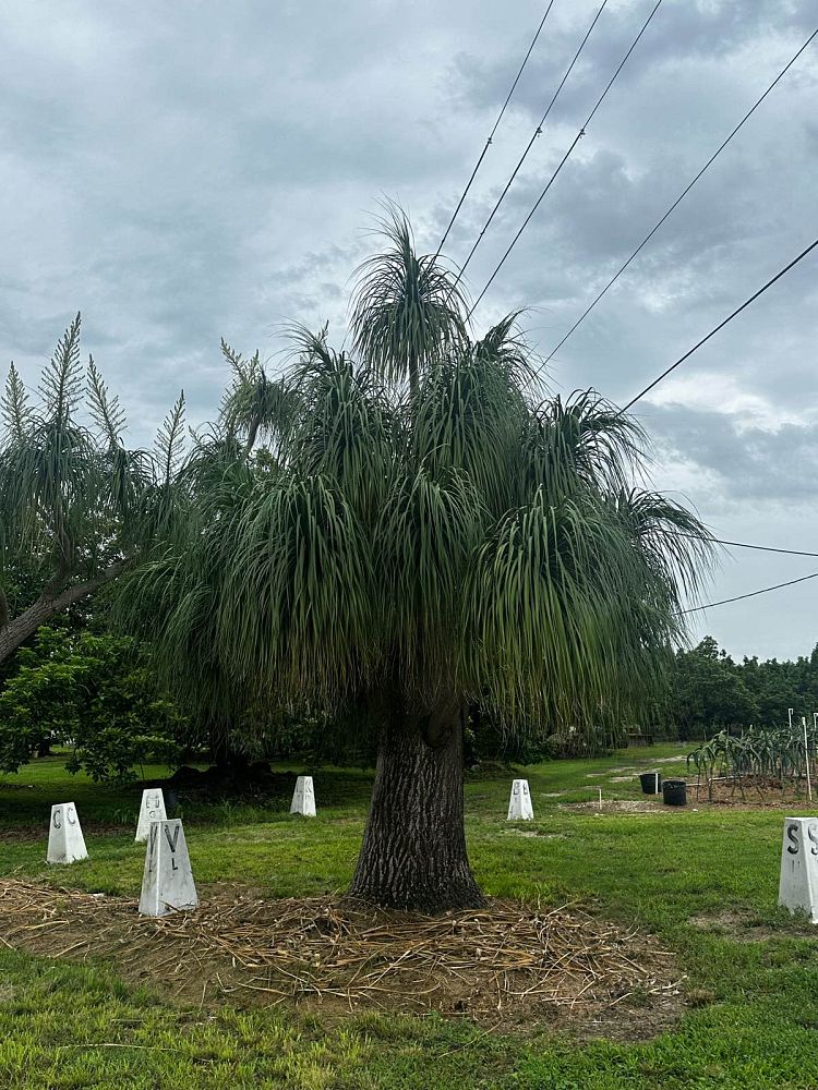 beaucarnea-recurvata-ponytail-palm-nolina-recurvata-elephant-s-foot-palm