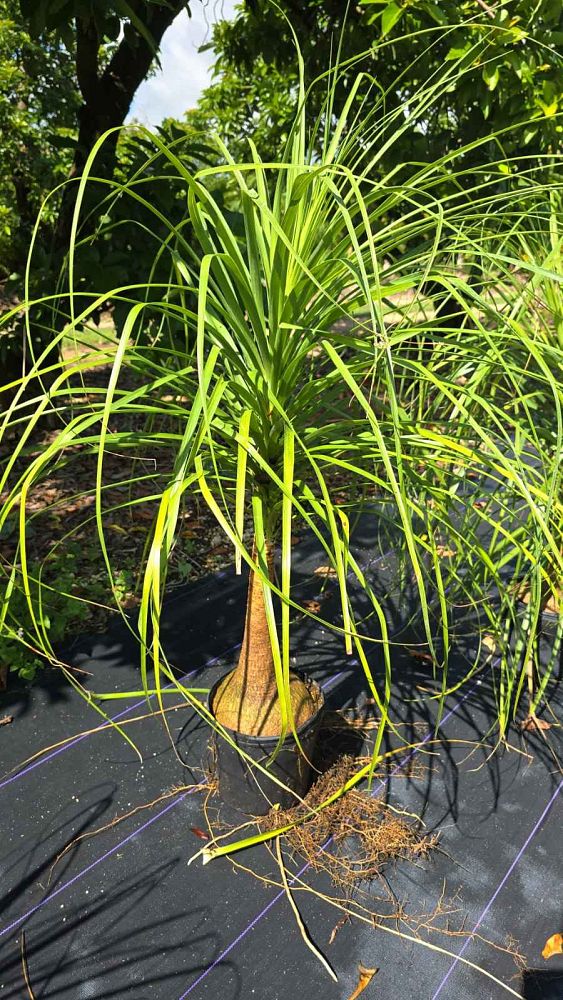 beaucarnea-recurvata-ponytail-palm-nolina-recurvata-elephant-s-foot-palm