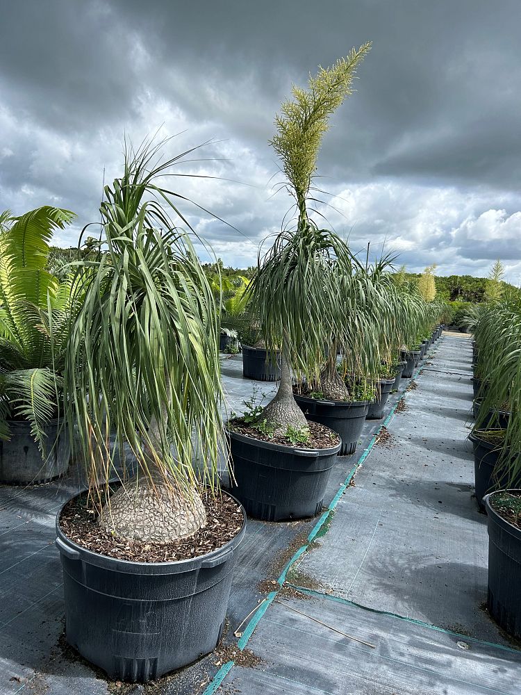beaucarnea-recurvata-ponytail-palm-nolina-recurvata-elephant-s-foot-palm