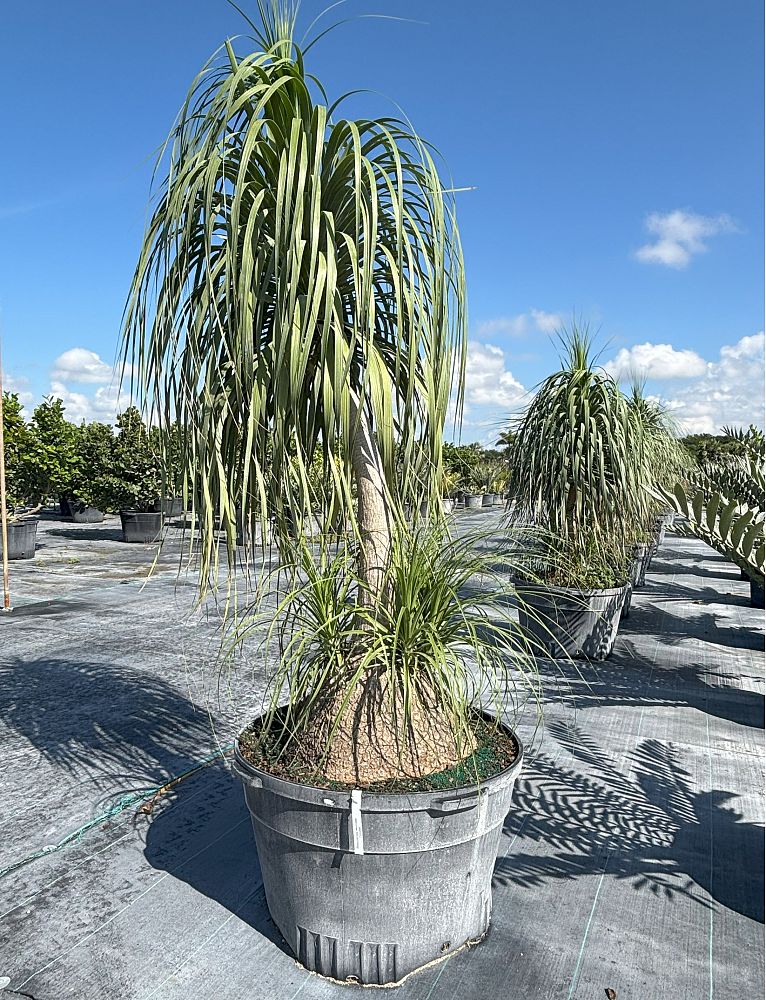 beaucarnea-recurvata-ponytail-palm-nolina-recurvata-elephant-s-foot-palm