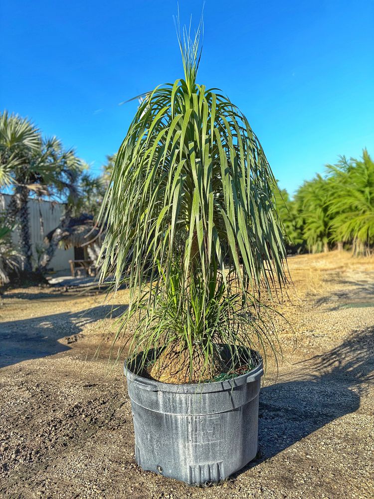 beaucarnea-recurvata-ponytail-palm-nolina-recurvata-elephant-s-foot-palm
