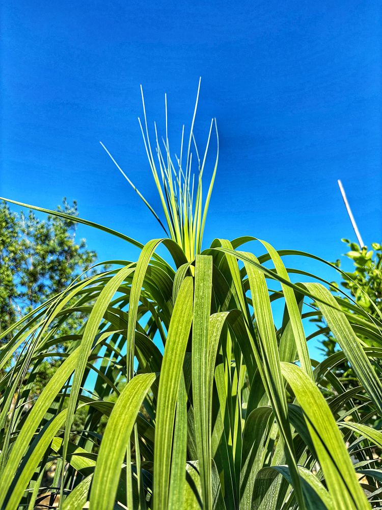 beaucarnea-recurvata-ponytail-palm-nolina-recurvata-elephant-s-foot-palm