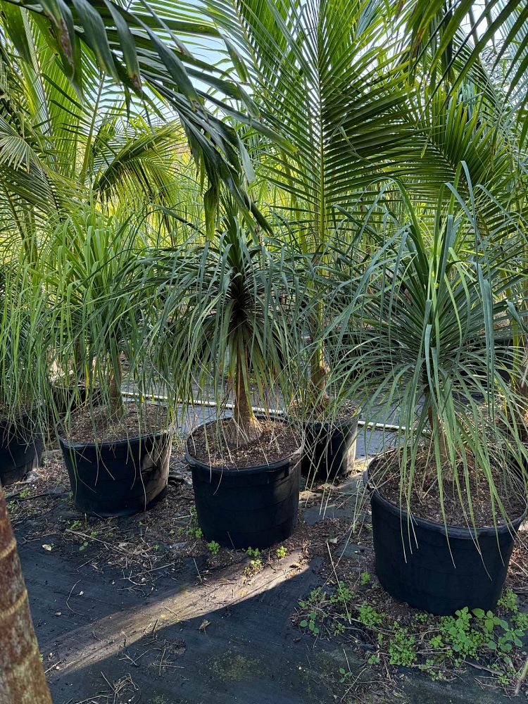beaucarnea-recurvata-ponytail-palm-nolina-recurvata-elephant-s-foot-palm