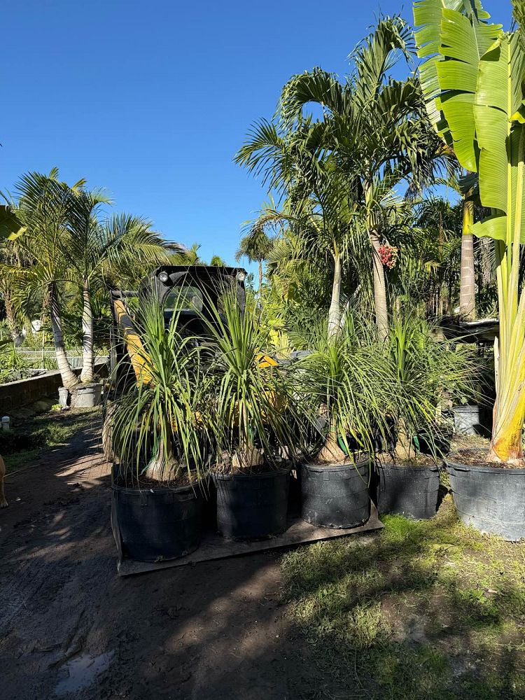 beaucarnea-recurvata-ponytail-palm-nolina-recurvata-elephant-s-foot-palm