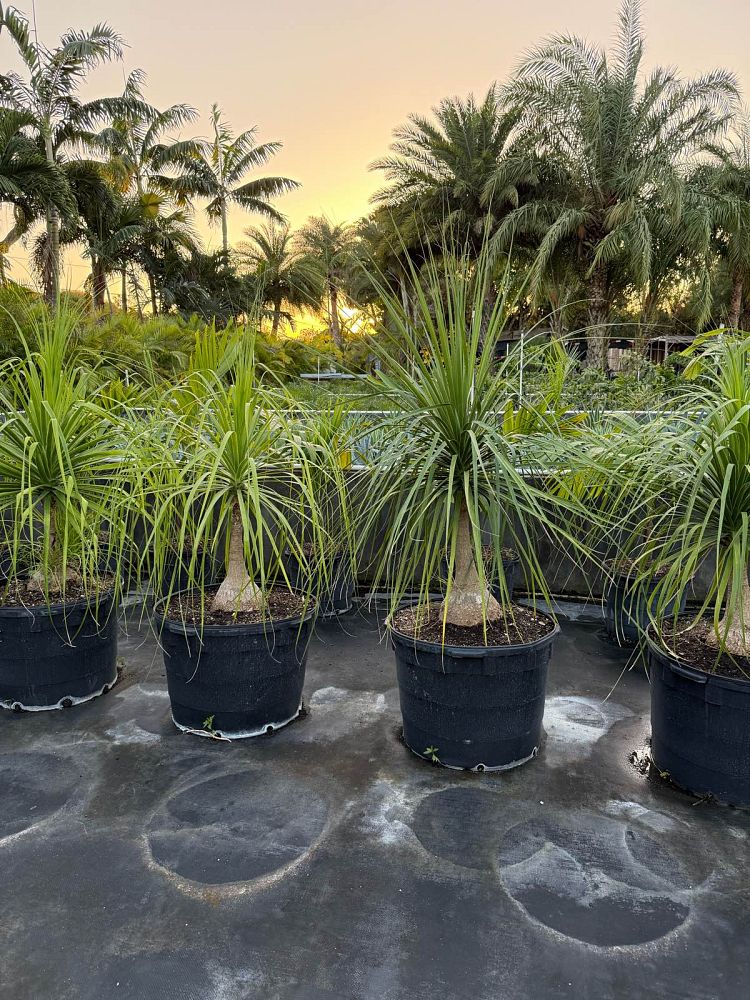 beaucarnea-recurvata-ponytail-palm-nolina-recurvata-elephant-s-foot-palm
