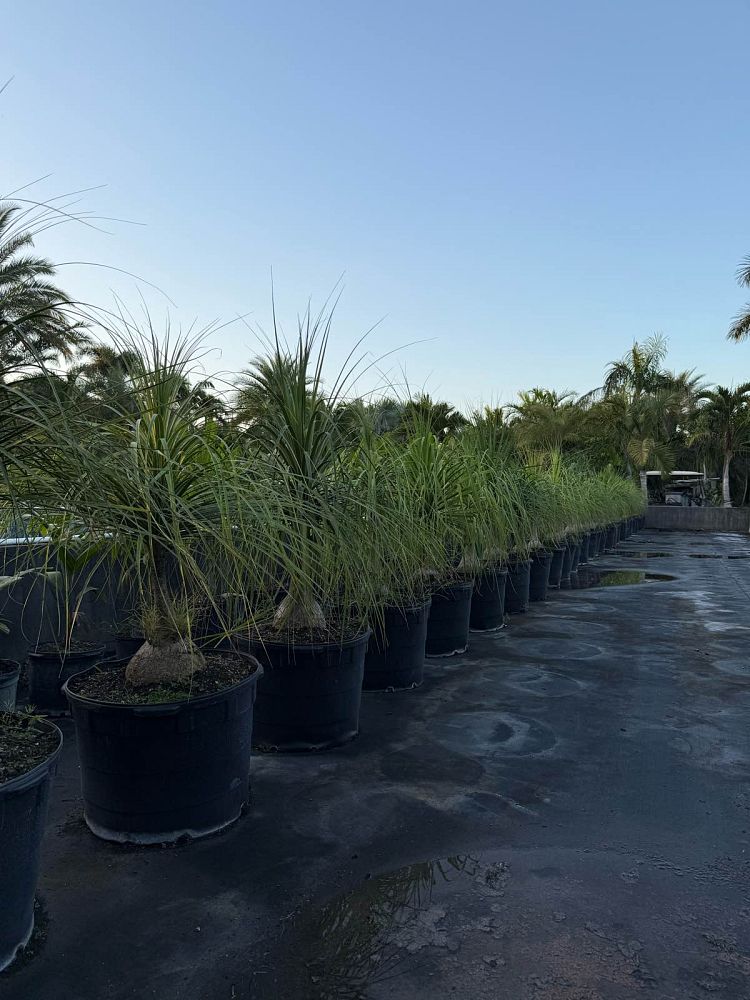 beaucarnea-recurvata-ponytail-palm-nolina-recurvata-elephant-s-foot-palm