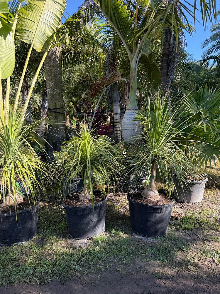 beaucarnea-recurvata-ponytail-palm-nolina-recurvata-elephant-s-foot-palm