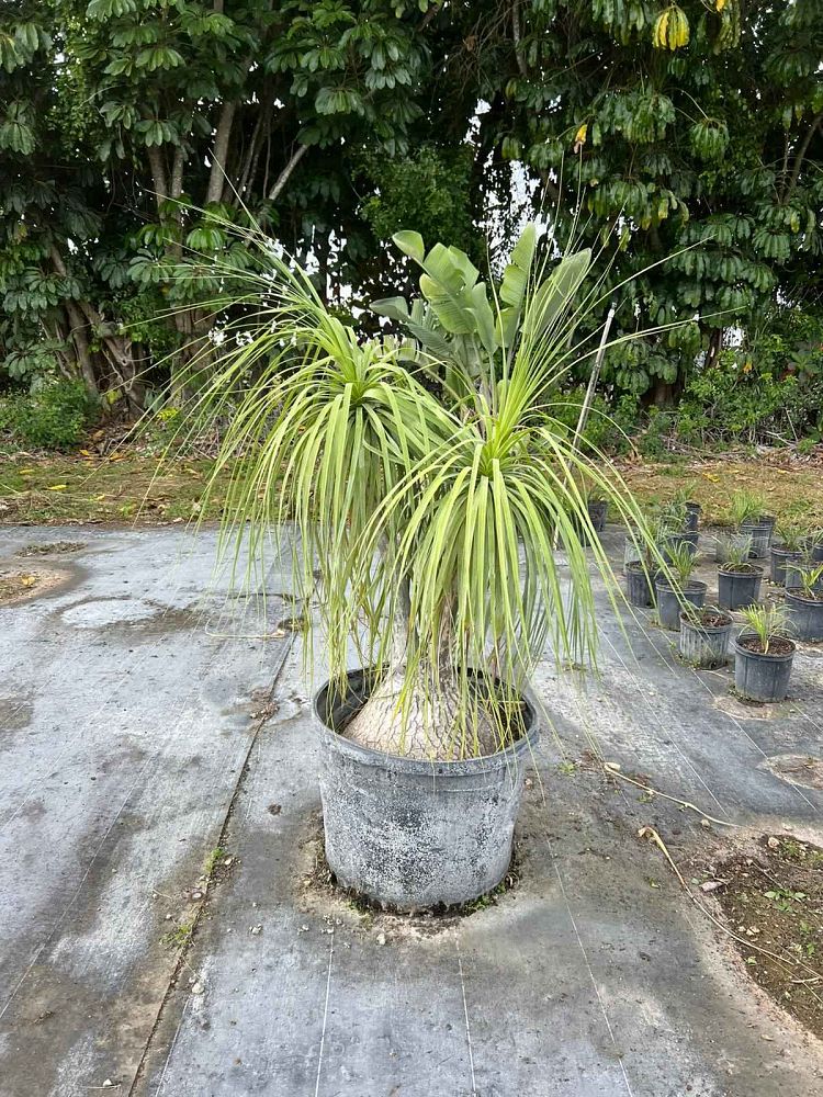 beaucarnea-recurvata-ponytail-palm-nolina-recurvata-elephant-s-foot-palm