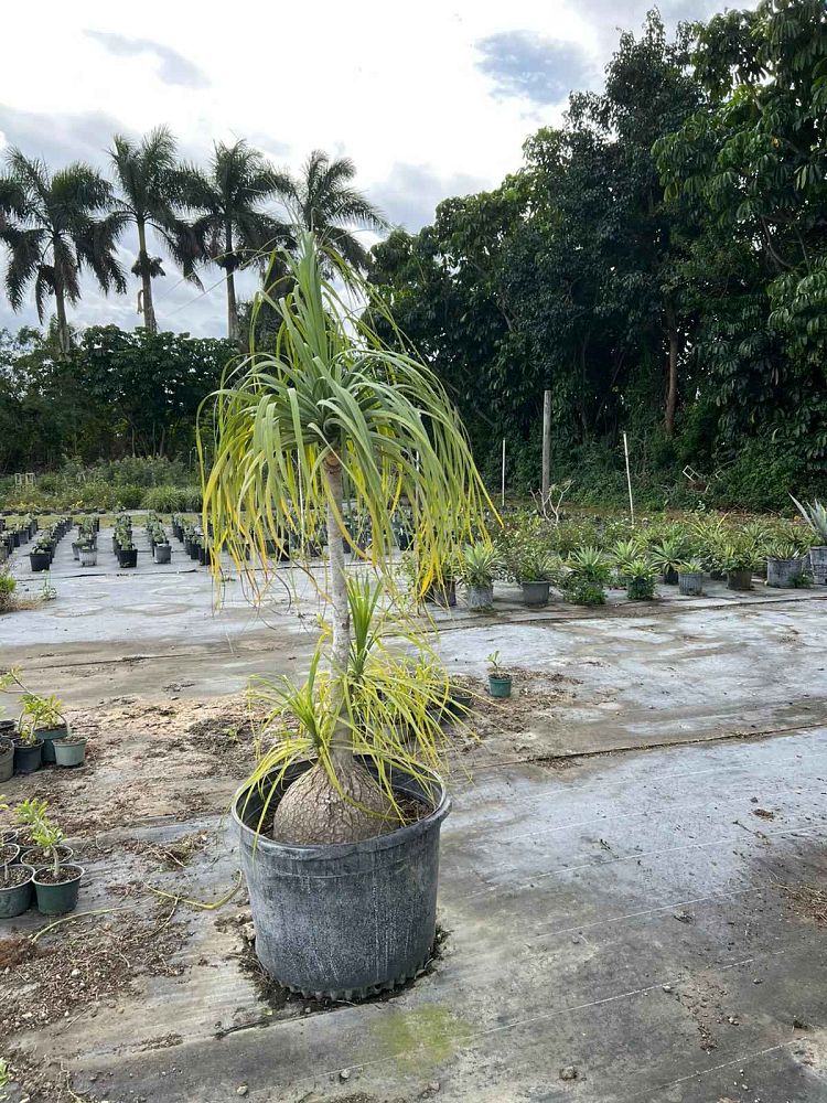 beaucarnea-recurvata-ponytail-palm-nolina-recurvata-elephant-s-foot-palm