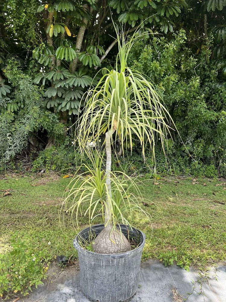 beaucarnea-recurvata-ponytail-palm-nolina-recurvata-elephant-s-foot-palm