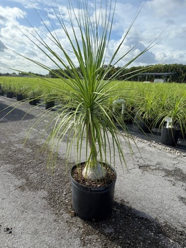 beaucarnea-recurvata-ponytail-palm-nolina-recurvata-elephant-s-foot-palm