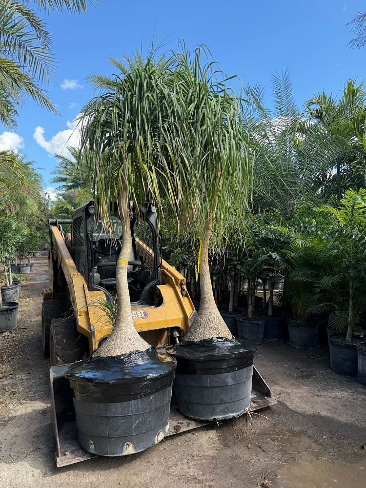 beaucarnea-recurvata-ponytail-palm-nolina-recurvata-elephant-s-foot-palm