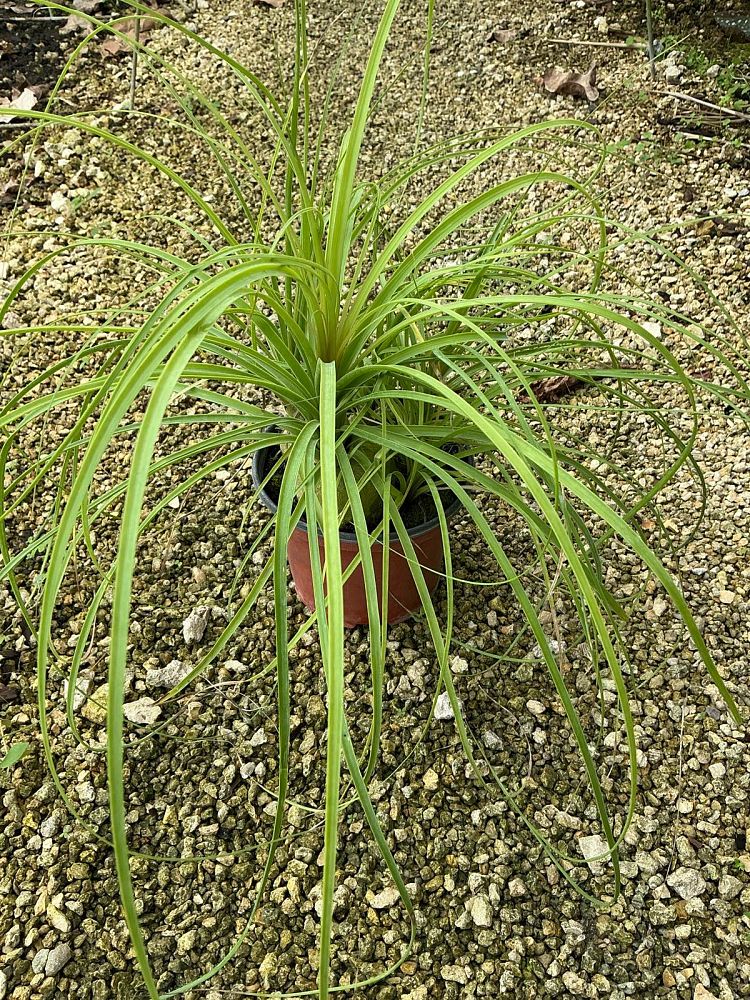 beaucarnea-recurvata-ponytail-palm-nolina-recurvata-elephant-s-foot-palm