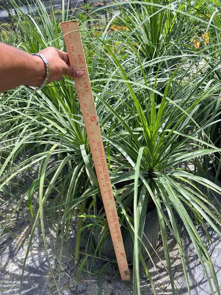 beaucarnea-recurvata-ponytail-palm-nolina-recurvata-elephant-s-foot-palm