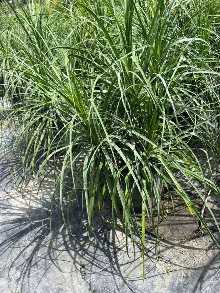 beaucarnea-recurvata-ponytail-palm-nolina-recurvata-elephant-s-foot-palm