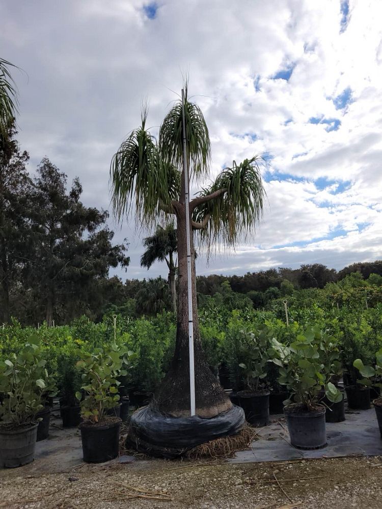 beaucarnea-recurvata-ponytail-palm-nolina-recurvata-elephant-s-foot-palm