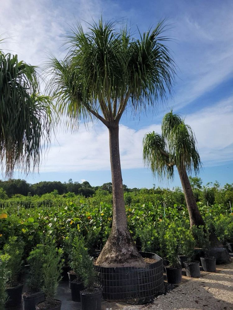 beaucarnea-recurvata-ponytail-palm-nolina-recurvata-elephant-s-foot-palm