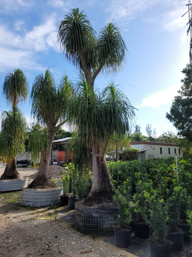 beaucarnea-recurvata-ponytail-palm-nolina-recurvata-elephant-s-foot-palm