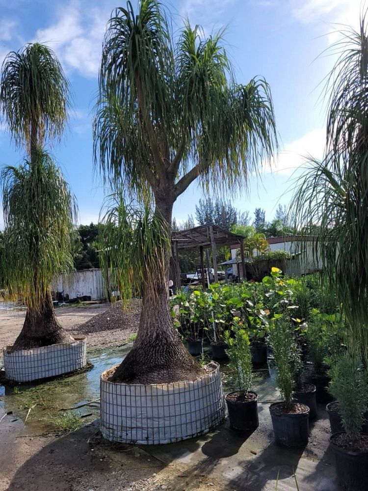 beaucarnea-recurvata-ponytail-palm-nolina-recurvata-elephant-s-foot-palm