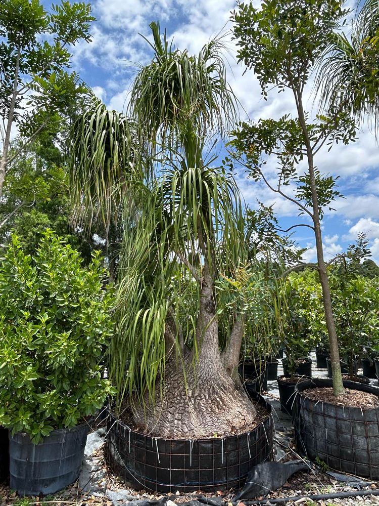 beaucarnea-recurvata-ponytail-palm-nolina-recurvata-elephant-s-foot-palm