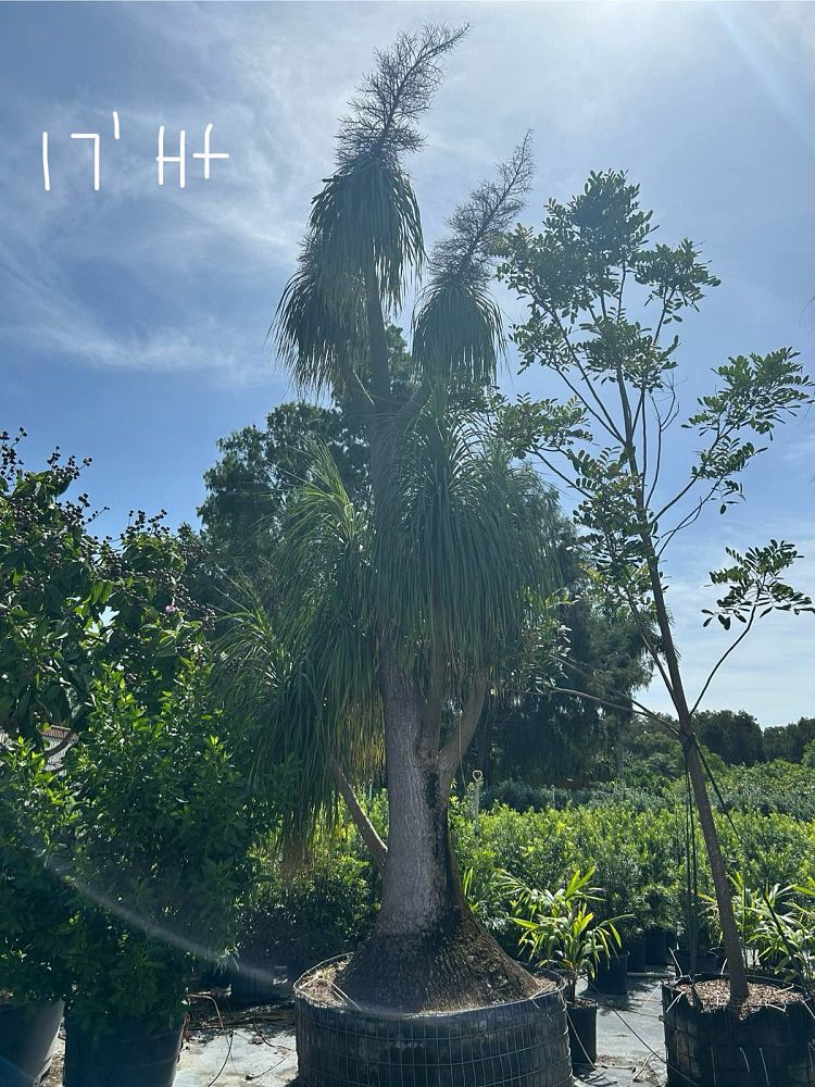 beaucarnea-recurvata-ponytail-palm-nolina-recurvata-elephant-s-foot-palm