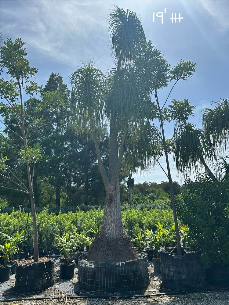 beaucarnea-recurvata-ponytail-palm-nolina-recurvata-elephant-s-foot-palm