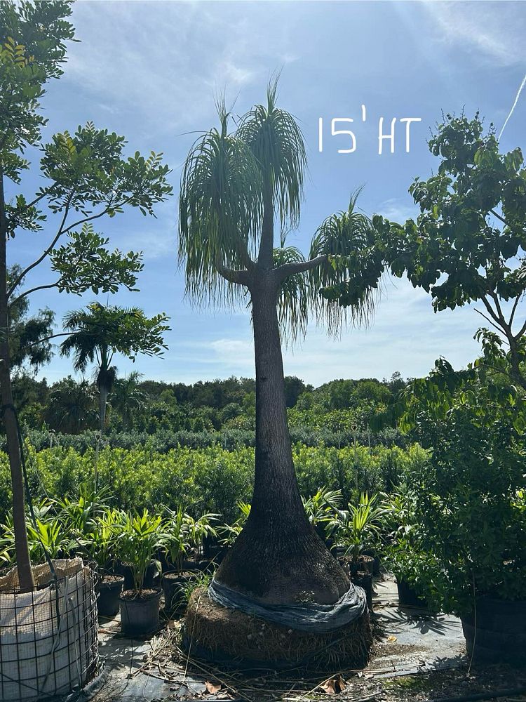 beaucarnea-recurvata-ponytail-palm-nolina-recurvata-elephant-s-foot-palm