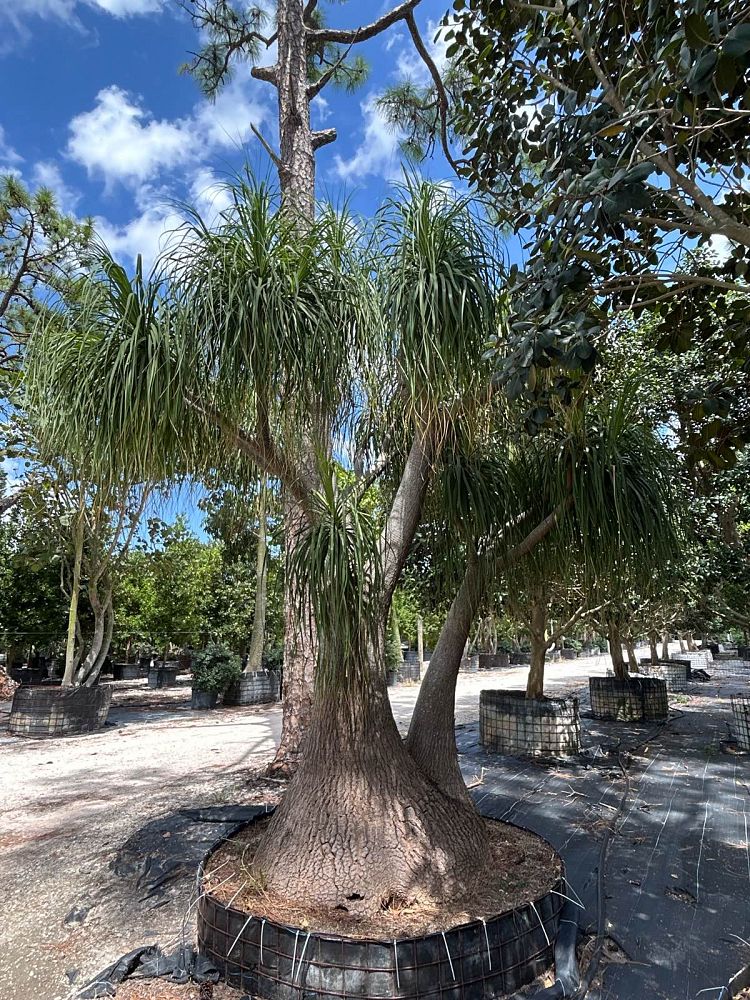beaucarnea-recurvata-ponytail-palm-nolina-recurvata-elephant-s-foot-palm