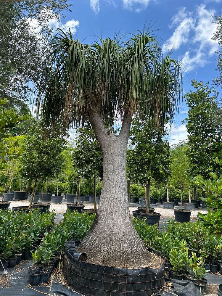 beaucarnea-recurvata-ponytail-palm-nolina-recurvata-elephant-s-foot-palm