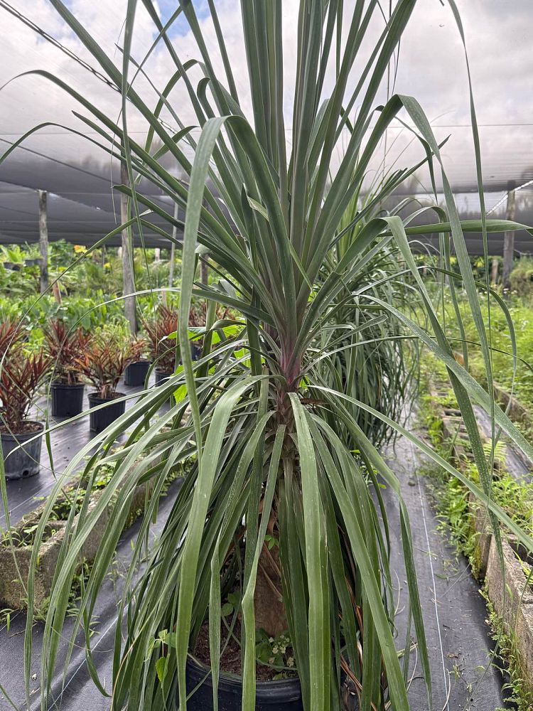 beaucarnea-recurvata-ponytail-palm-nolina-recurvata-elephant-s-foot-palm
