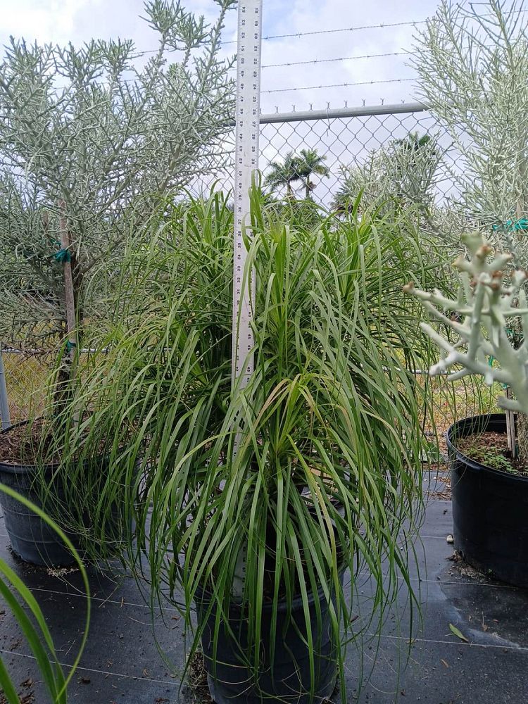 beaucarnea-recurvata-ponytail-palm-nolina-recurvata-elephant-s-foot-palm