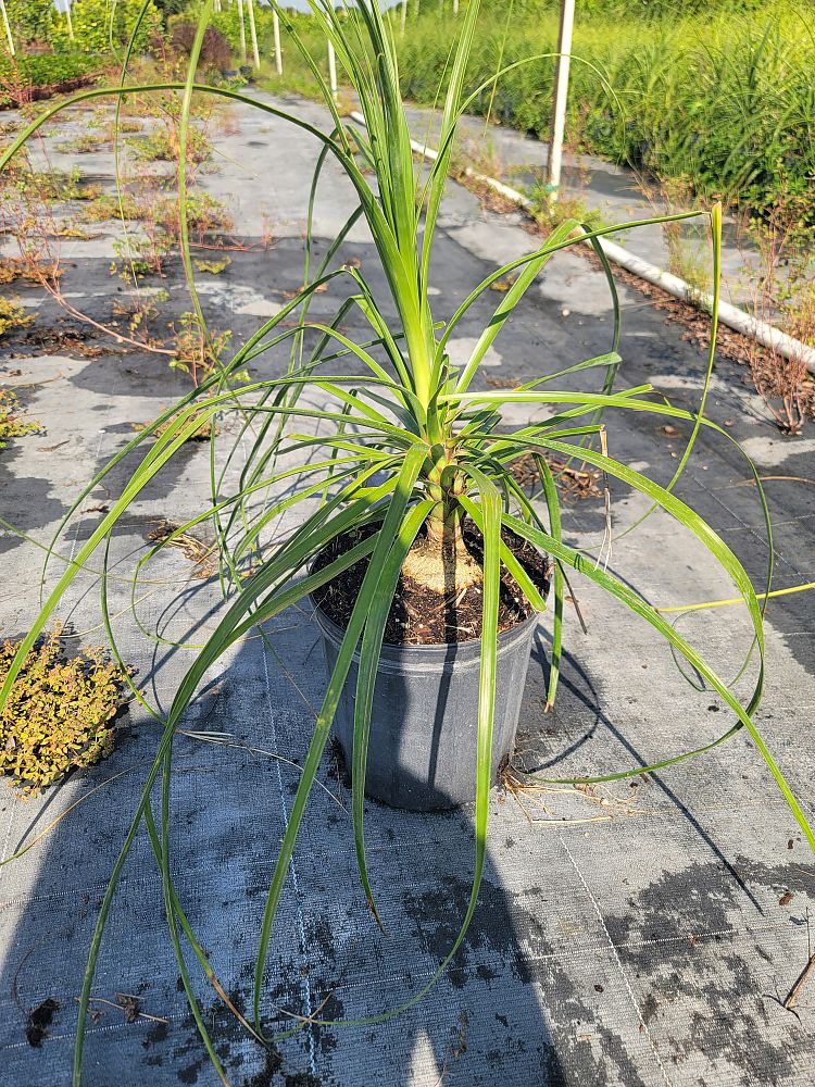 beaucarnea-recurvata-ponytail-palm-nolina-recurvata-elephant-s-foot-palm