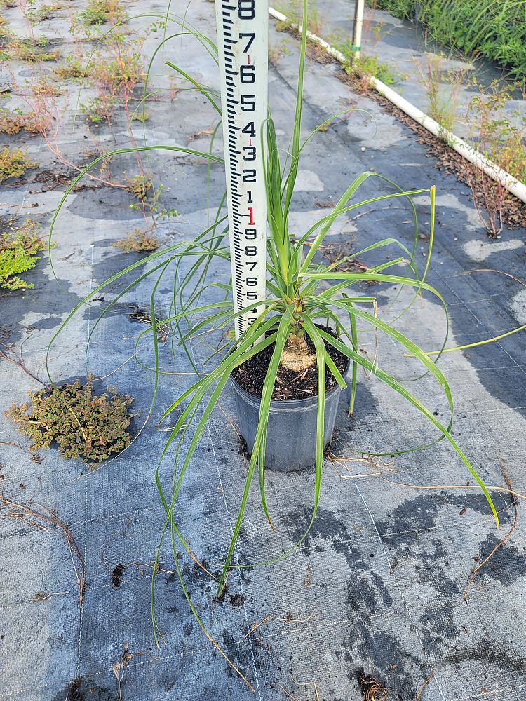 beaucarnea-recurvata-ponytail-palm-nolina-recurvata-elephant-s-foot-palm