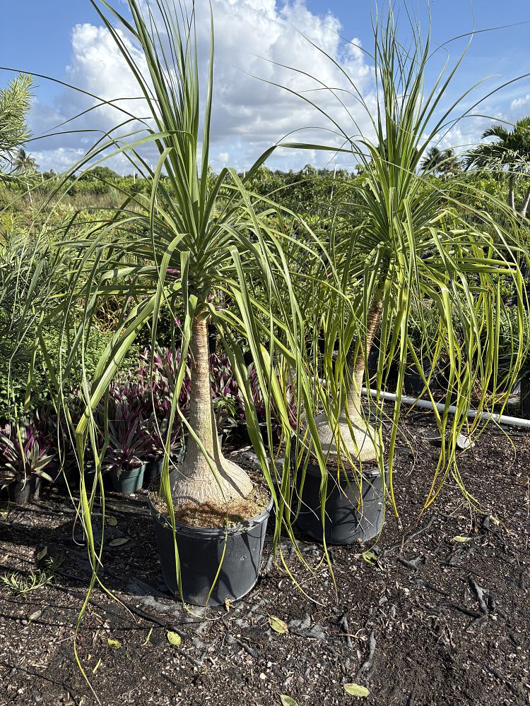 beaucarnea-recurvata-ponytail-palm-nolina-recurvata-elephant-s-foot-palm