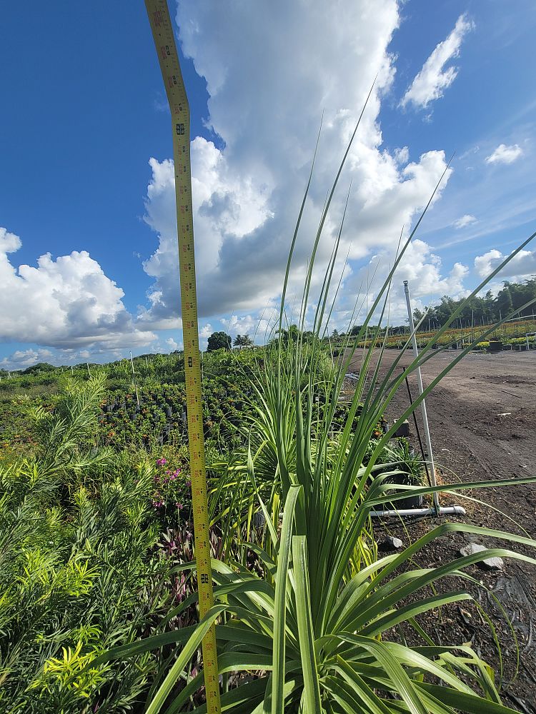 beaucarnea-recurvata-ponytail-palm-nolina-recurvata-elephant-s-foot-palm