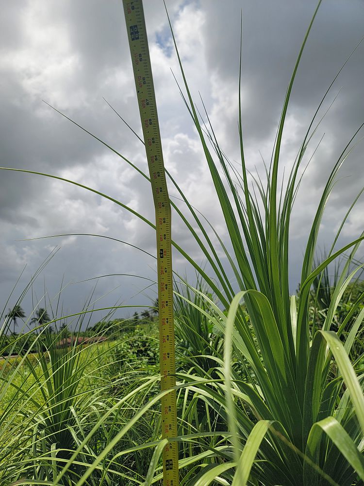 beaucarnea-recurvata-ponytail-palm-nolina-recurvata-elephant-s-foot-palm