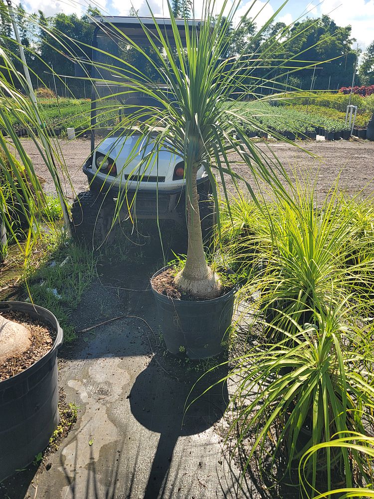 beaucarnea-recurvata-ponytail-palm-nolina-recurvata-elephant-s-foot-palm