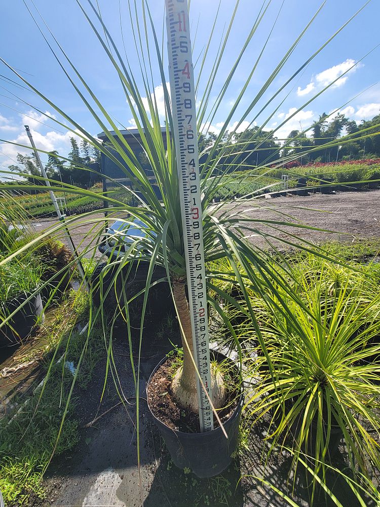 beaucarnea-recurvata-ponytail-palm-nolina-recurvata-elephant-s-foot-palm