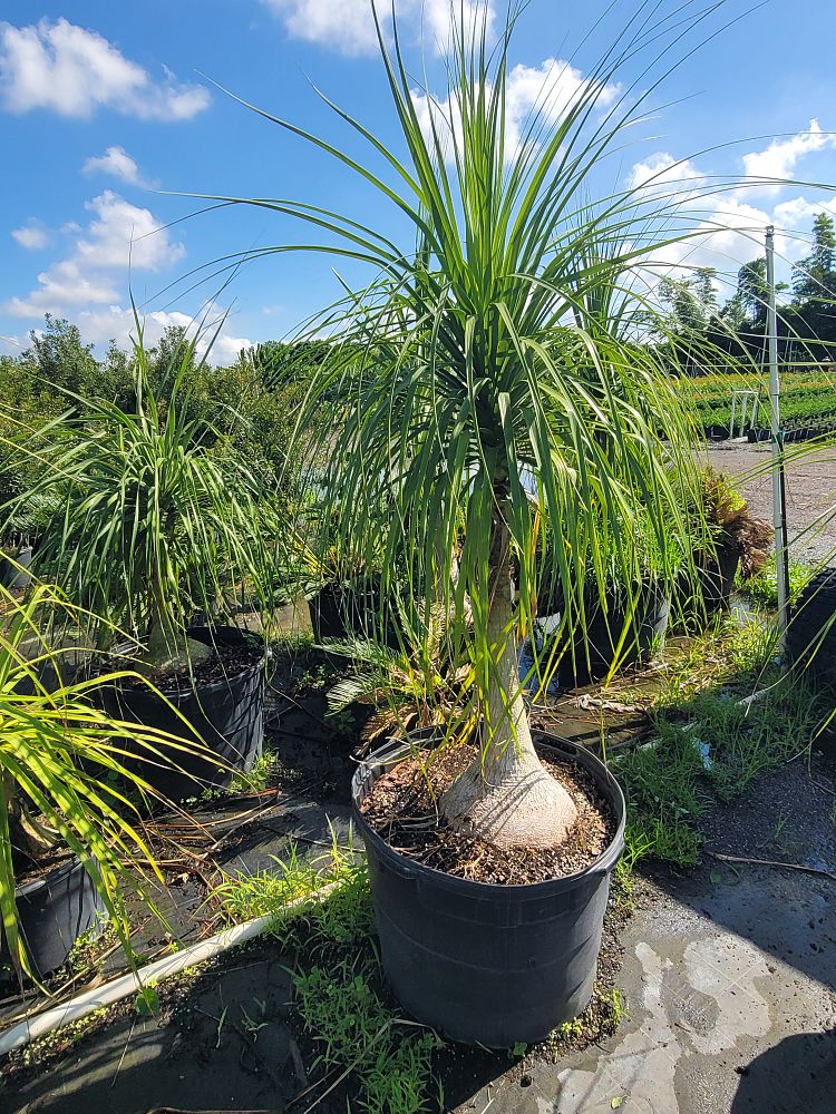 beaucarnea-recurvata-ponytail-palm-nolina-recurvata-elephant-s-foot-palm