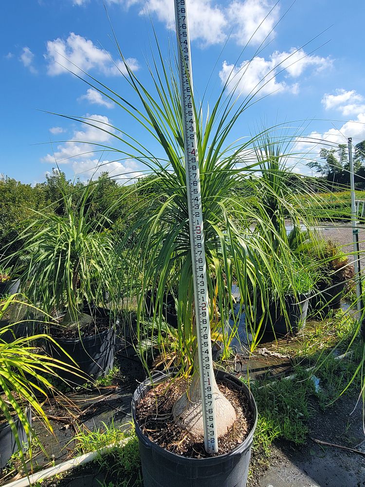 beaucarnea-recurvata-ponytail-palm-nolina-recurvata-elephant-s-foot-palm